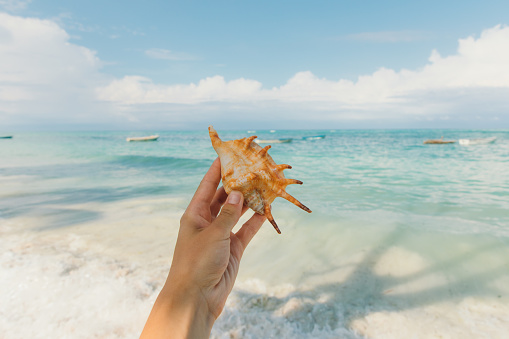 Sandy beach with collections of white and beige seashells and starfish as natural textured background for summer holiday and vacations concept