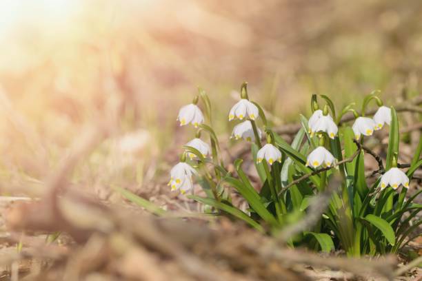 istock Spring flowers in the shining sunlight , Leucojum vernum, called spring snowflake 1368609486