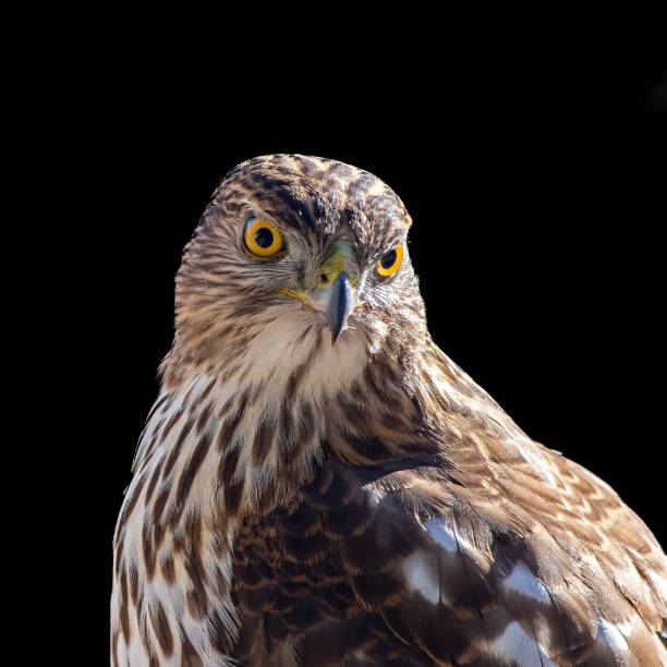 istock Close up view of a Cooper's hawk, Accipiter cooperii, on a black background. 1368610278