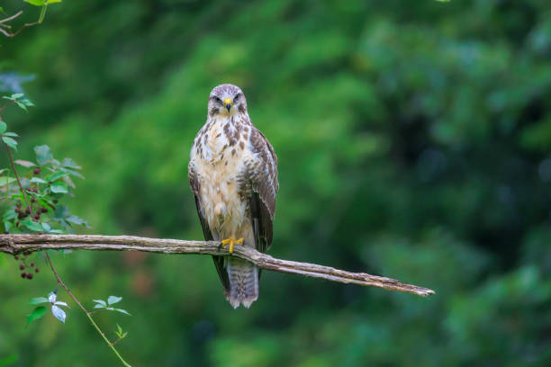 istock Common buzzard lookin at camera sitting on tree branch 1368610702