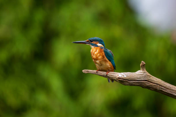 istock Hunting kingfisher on tree branch 1368610725