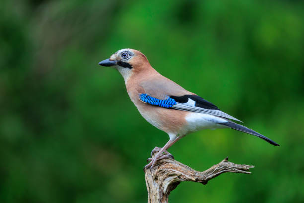 istock Perfect isolated jay silhouette with green forest background 1368610952