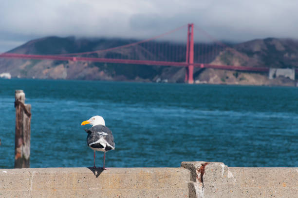 A lone seagull on a cement wall with a blurred golden gate bridge background shrouded in a cloud.