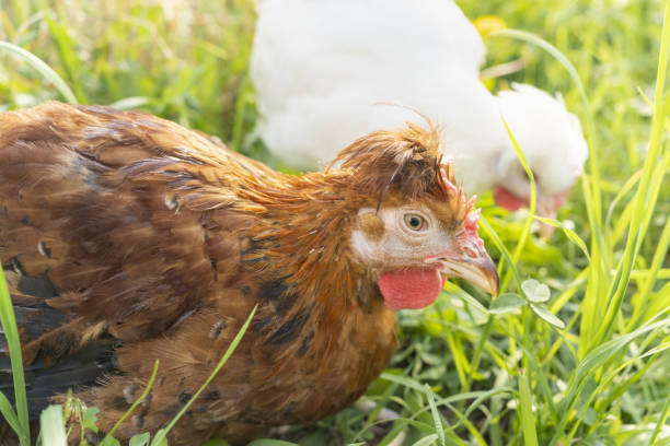 istock Two cute brown and white hens graze on farm and nibble grass on sunny day 1368611561