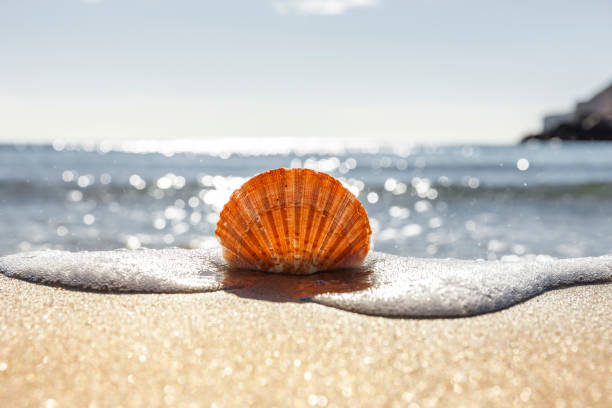 istock Scallop on the beach with sea in the background 1368613430
