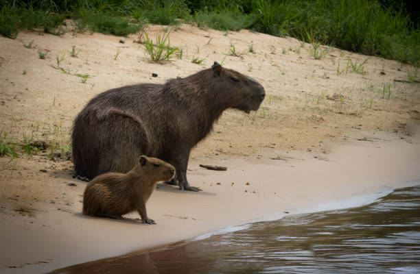 capivara, o maior roedor do mundo - large mammal - fotografias e filmes do acervo