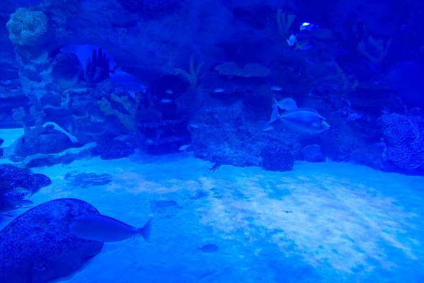 istock Underwater Scene - Tropical Seabed With Reef And Sunshine. 1368613655