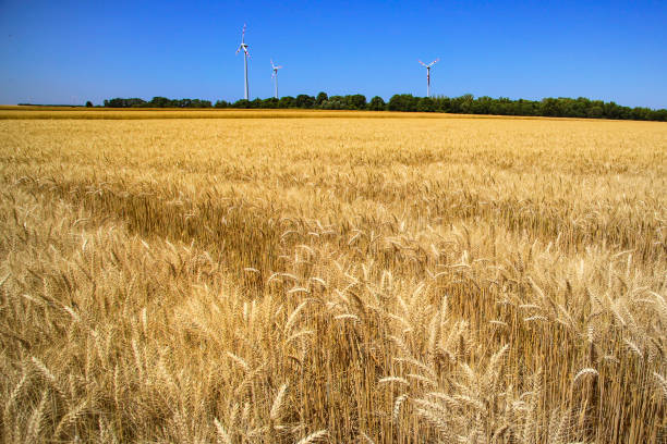 renwable 에너지 - wind turbine austria field yellow 뉴스 사진 이미지