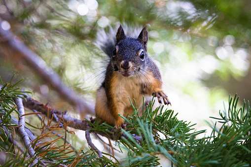 A lively Douglas Squirrel searches for food amongst the branches. Found all over the California Sierra Nevada Mountains.