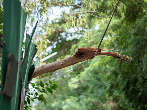 istock Big tree branch fell on power cable line 1368615387