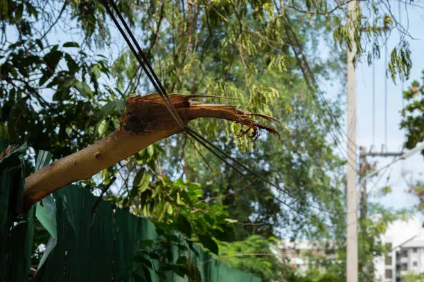 Photo of big tree branch fell on power cable line