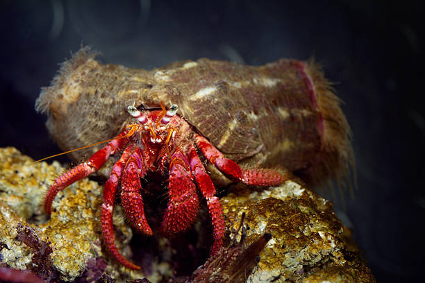 Close up view of a Pagurus bernhardus in a fish tank