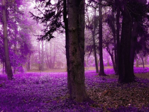 istock Autumn forest in the morning 1368616611