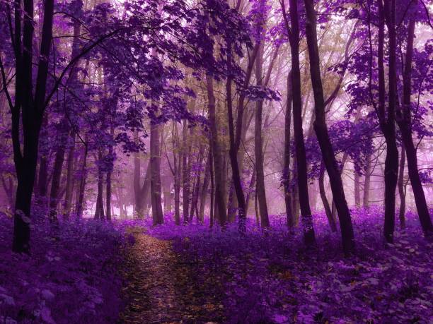 istock Autumn forest in the morning 1368616667