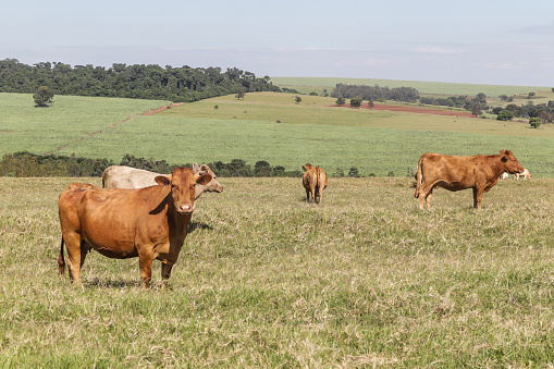 Purunã cattle, bovine breed of origin in the interior of the state of Paraná.  City of Astorga / Paraná.