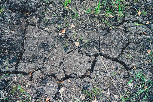 A dry soil in the bog.