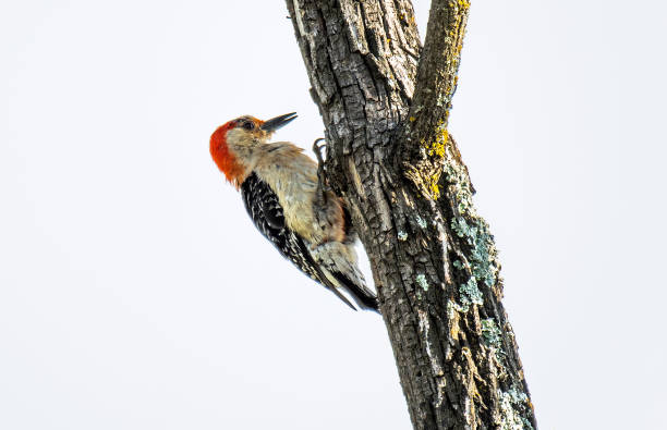 istock Red-bellied woodpecker 1368618023