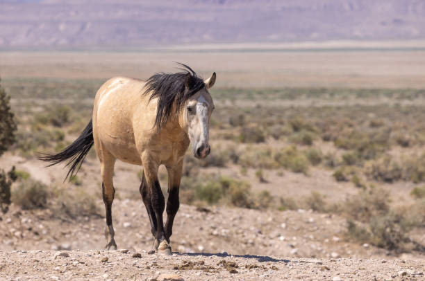 istock Wild Horse in Summer in Utah 1368619244