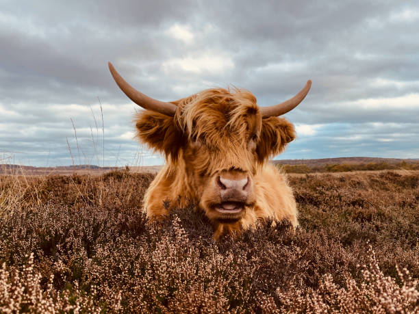 istock Highland cow in heather 1368619260