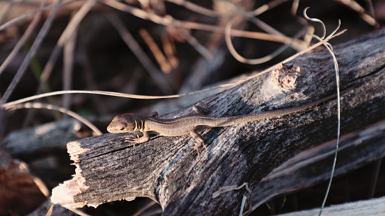 Wildlife animal disguised in the nature.