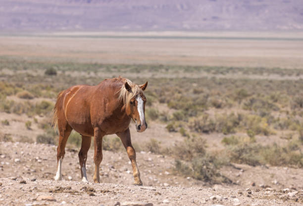 istock Wild Horse in Summer in Utah 1368619493