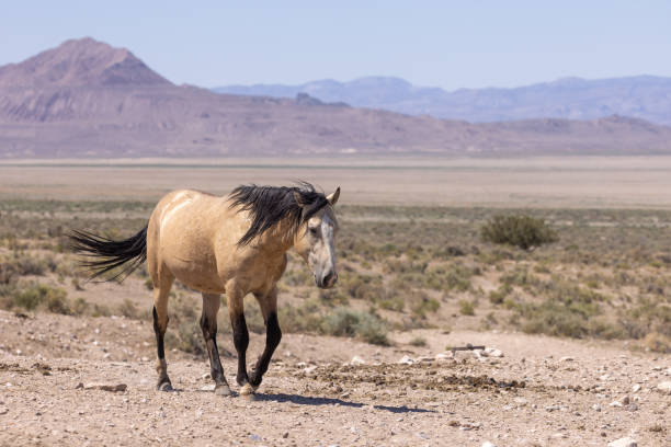 istock Wild Horse in Summer in Utah 1368619495