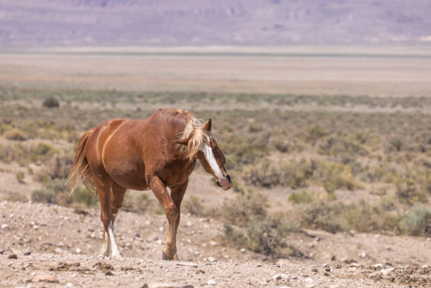 istock Wild Horse in Summer in Utah 1368619555