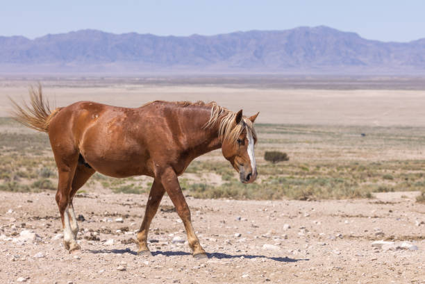 istock Wild Horse in Summer in Utah 1368619925
