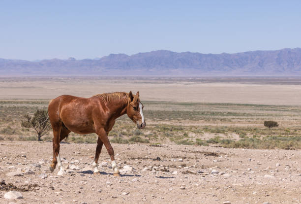 istock Wild Horse in Summer in Utah 1368620838