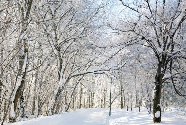 istock Walking road in city winter park in sunlight 1368620871