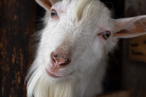 The head of a white goat of the Zaanen breed in a barn. Russia, home farm. Concept: own farm, animal husbandry, agriculture, authentic photo. High-quality photography