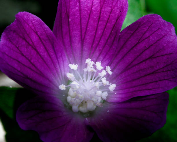 istock Macro image of colorful flowers forming abstract backgrounds and designs showing patterns and lines in nature Lake Atitlan, Guatemala. 1368621476
