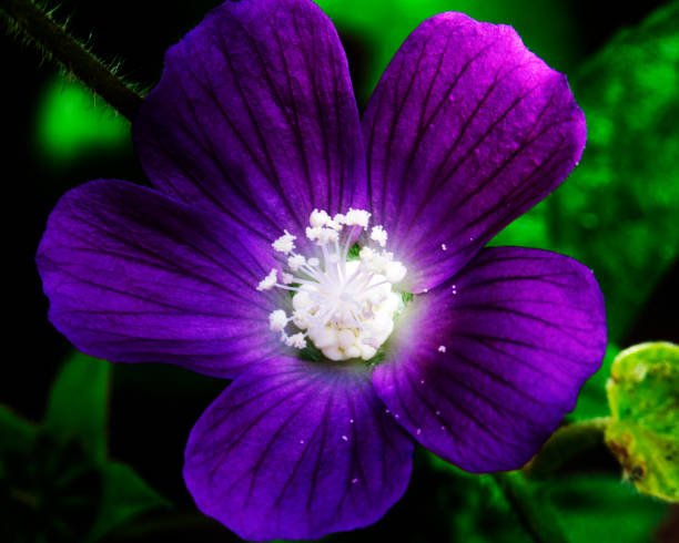 istock Macro image of colorful flowers forming abstract backgrounds and designs showing patterns and lines in nature Lake Atitlan, Guatemala. 1368621564