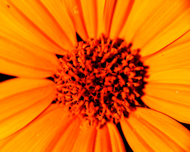 istock Macro image of colorful flowers forming abstract backgrounds and designs showing patterns and lines in nature Lake Atitlan, Guatemala. 1368621632