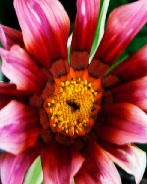 istock Macro image of colorful flowers forming abstract backgrounds and designs showing patterns and lines in nature Lake Atitlan, Guatemala. 1368622599