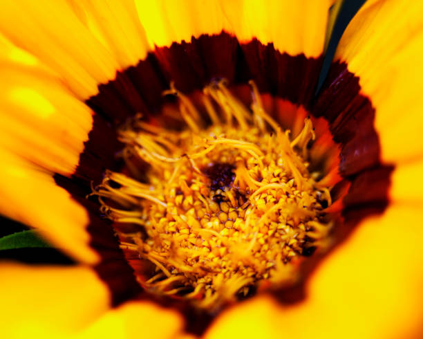 istock Macro image of colorful flowers forming abstract backgrounds and designs showing patterns and lines in nature Lake Atitlan, Guatemala. 1368623160