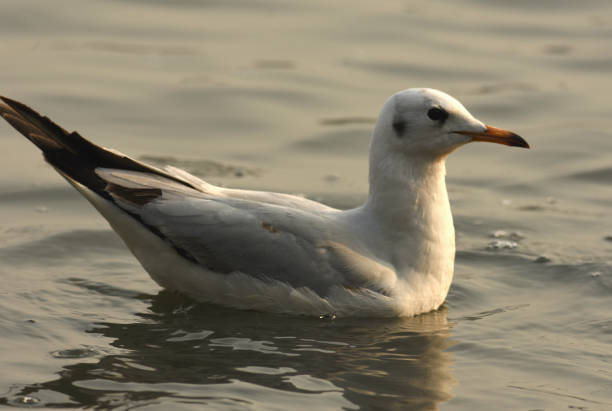 Bird- Gull stock photo