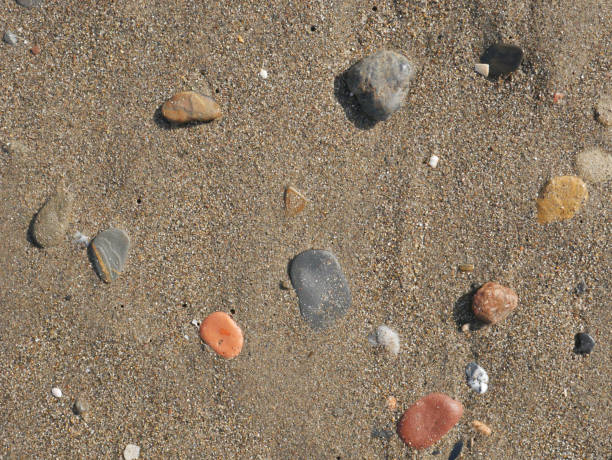 istock Background of chromatically rich algae, rocks, marine vegetation and seashells. 1368623463