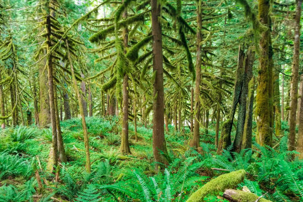 istock Old Growth Forest in Oregon with Ferns 1368623758