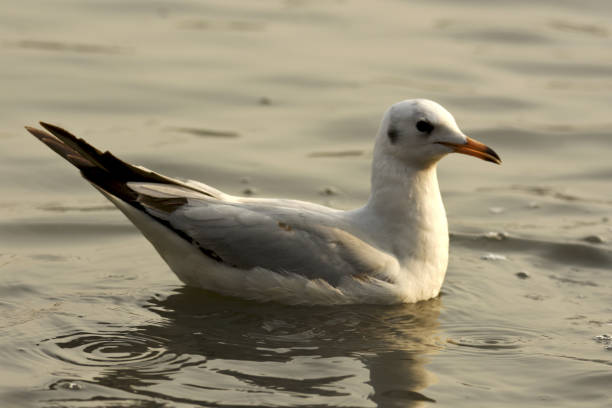 Bird- Seagull stock photo