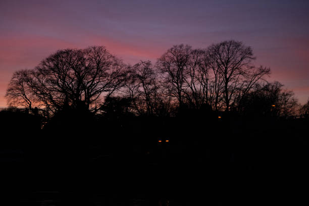 Horizontal silhouette of trees with purple and pink sky background.