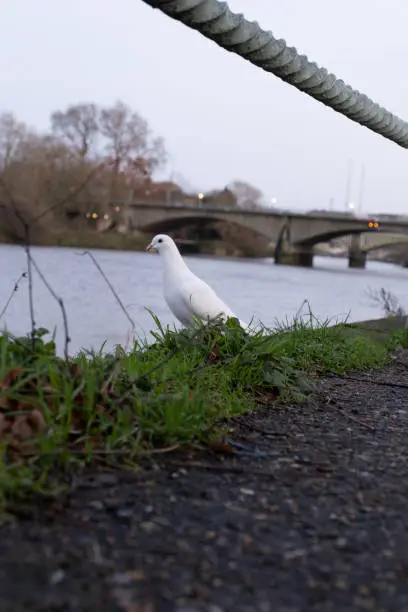 A white pigeon sitting next to River Thames.