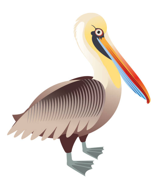 Peruvian Pelican Vector Peruvian Pelican brown pelican stock illustrations