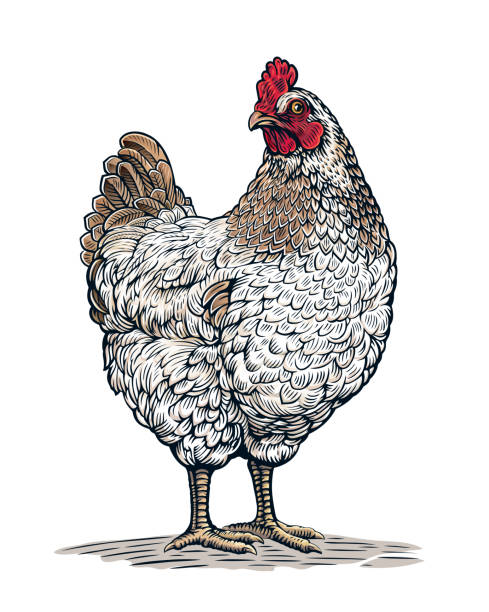 illustrazioni stock, clip art, cartoni animati e icone di tendenza di pollo disegnato in uno stile grafico (inciso). - head quarters