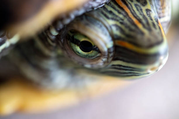 close-up of a red-cheeked aquatic turtle. stock photo