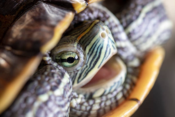 istock close-up of a red-cheeked aquatic turtle. 1368627067