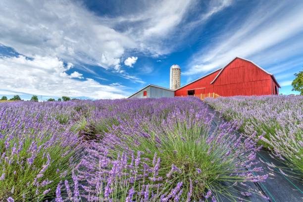 istock Lavender Hill Farm, Horton Bay Michigan 1368627406
