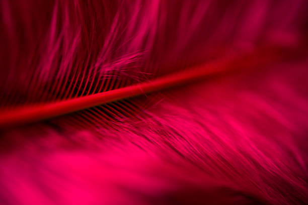 istock red plumage, macro photo. close-up. 1368627839