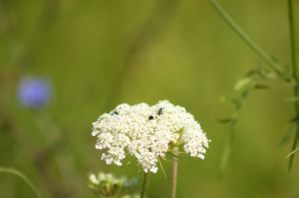 istock Wild carrot inflorescence in bloom with a bug closeup view and green blurred background 1368629379