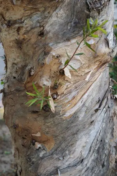 Cajeput tree trunk ( close up )